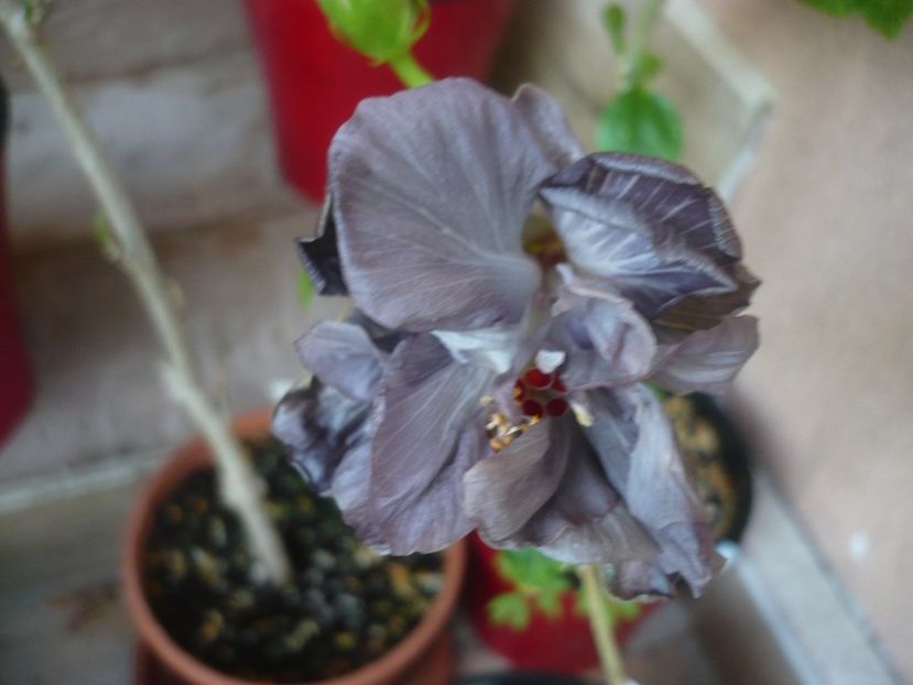 P1440401 - Taiwan Formosa Black Pearl