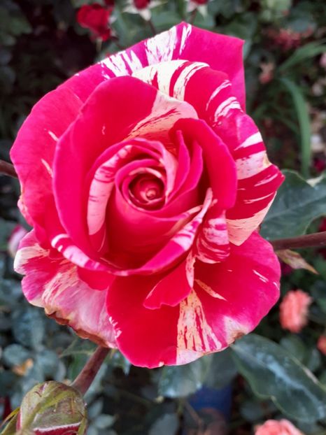  - Meli-Melo Pierre Orard