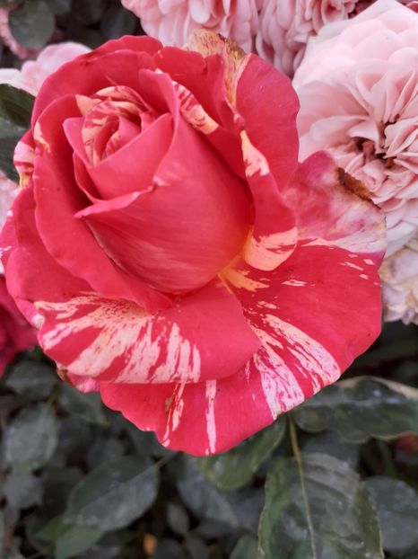  - Meli-Melo Pierre Orard