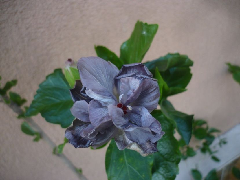 P1440394 - HIBISCUSI 2020-1