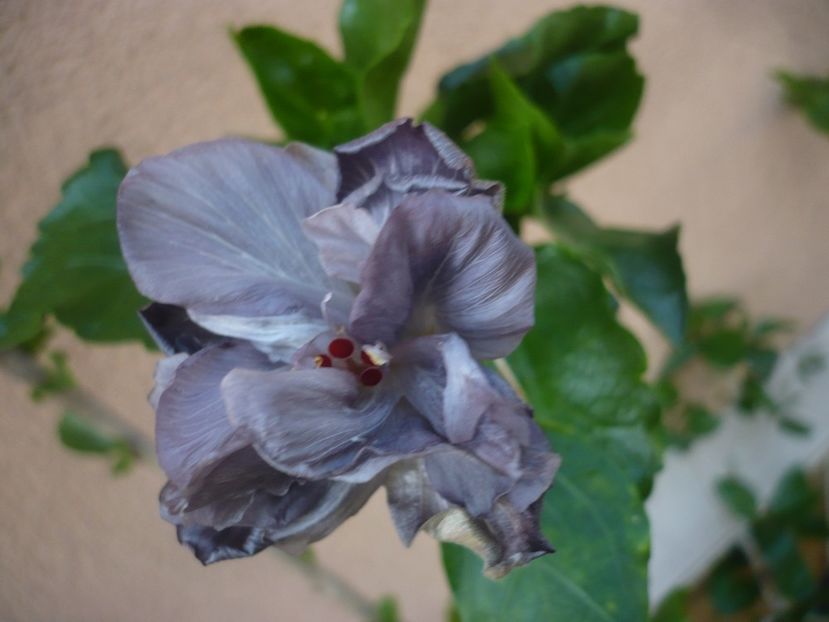 P1440396 - HIBISCUSI 2020-1