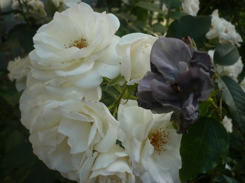 P1440398 - HIBISCUSI 2020-1