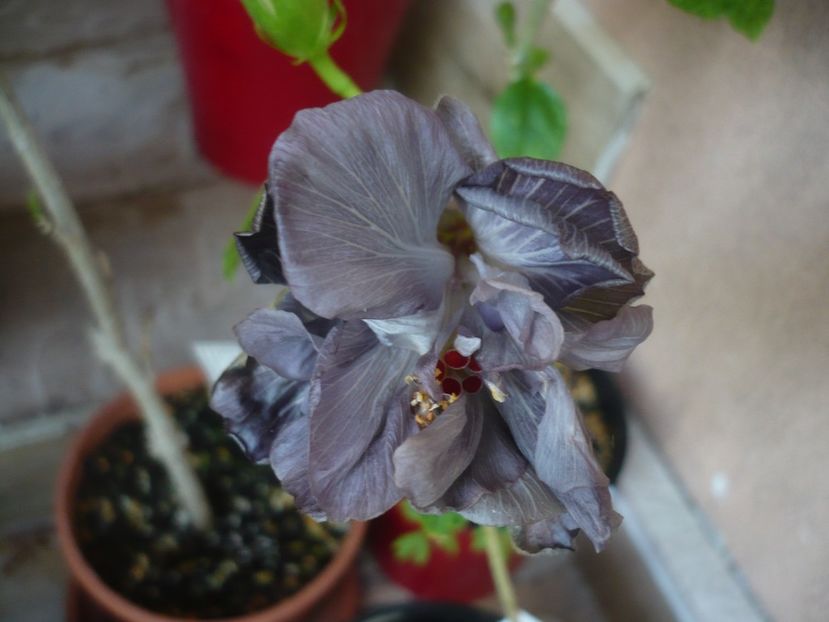 P1440402 - HIBISCUSI 2020-1