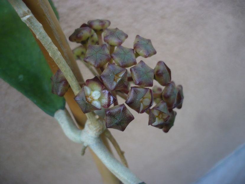 P1440405 - HOYA 2020-1