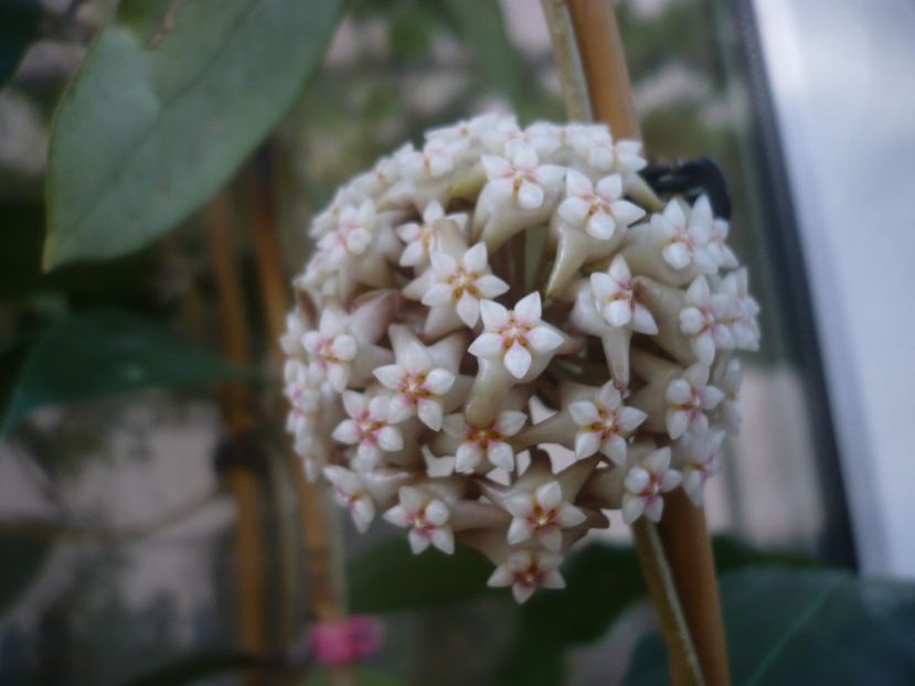 P1440406 - HOYA 2020-1