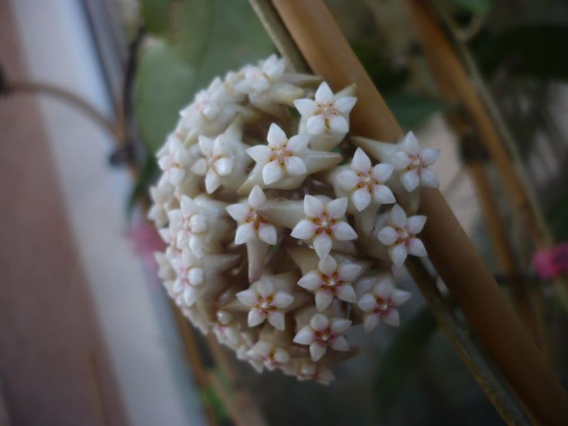 P1440407 - HOYA 2020-1