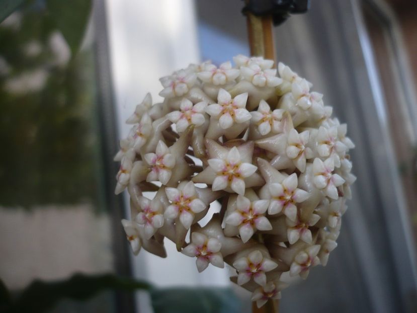 P1440408 - HOYA 2020-1