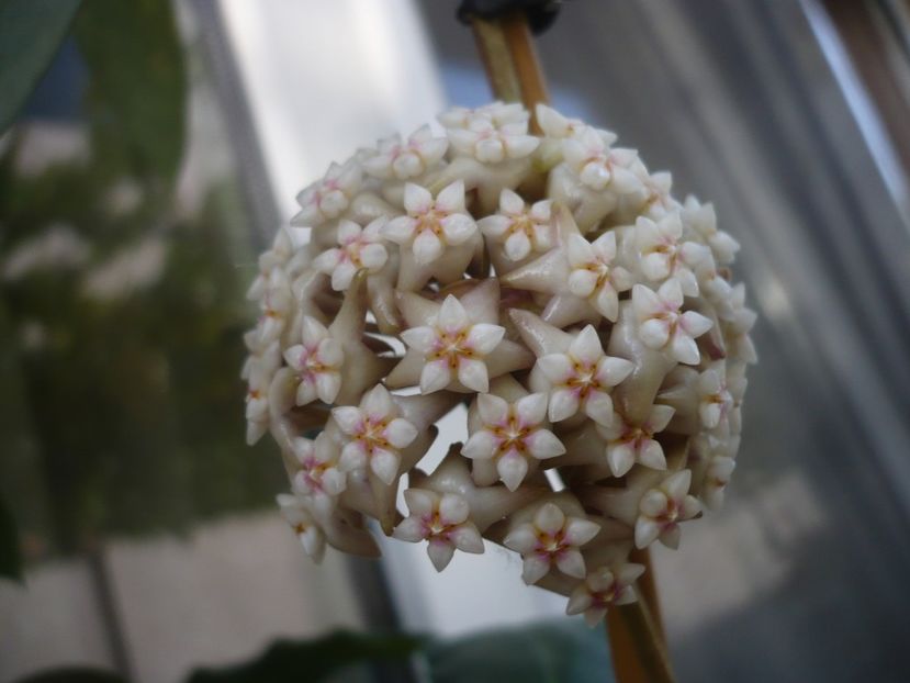 P1440409 - HOYA 2020-1