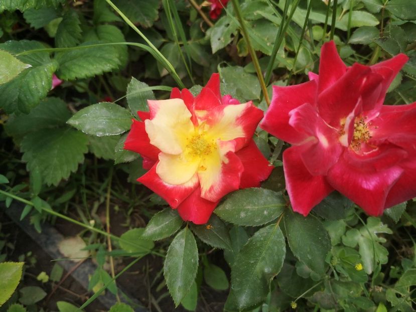 bicolor - trandafiri 2020