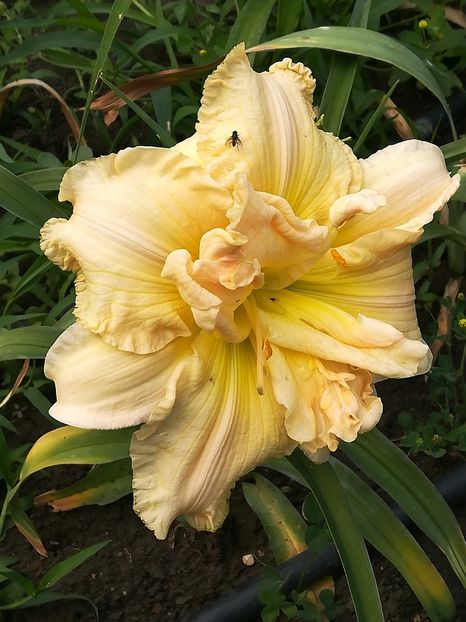  - Hemerocallis 2020