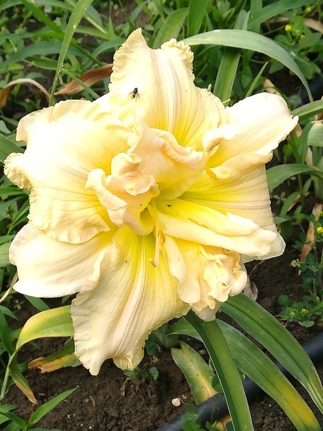  - Hemerocallis 2020