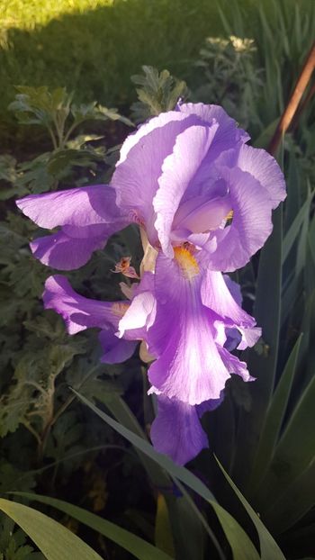  - w acasa la parinti