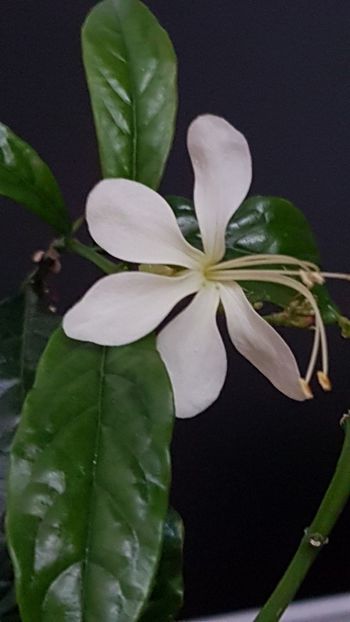 Clerodendron prospero - Columnee