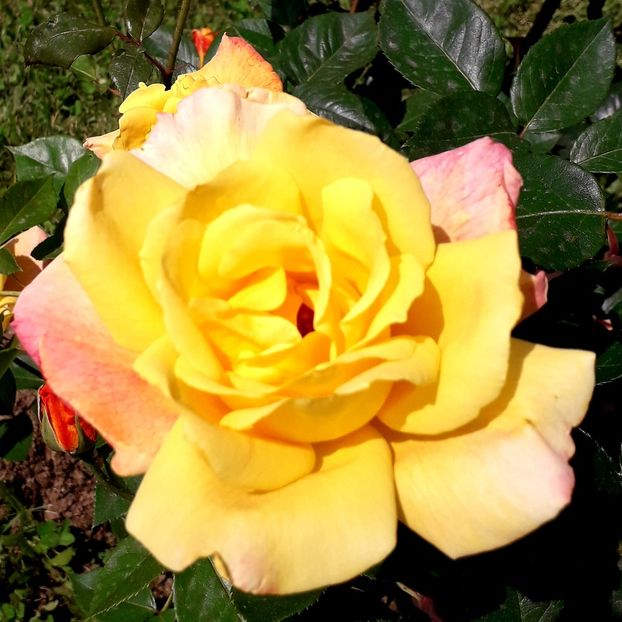 - TRANDAFIRI_2019_2020_2024