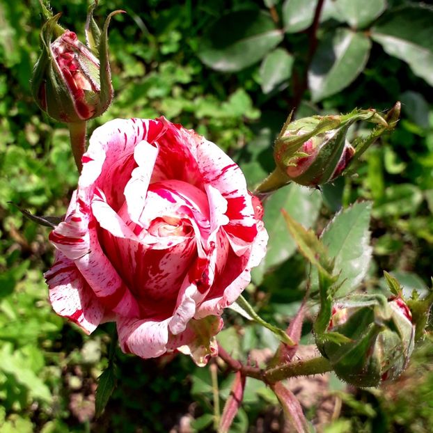  - TRANDAFIRI_2019_2020_2024