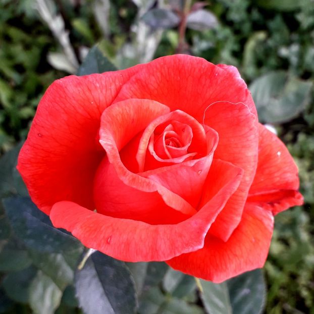  - TRANDAFIRI_2019_2020_2024