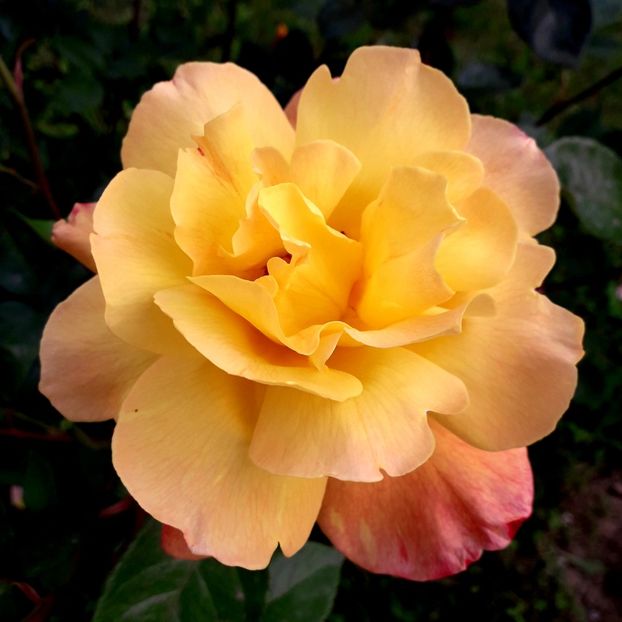  - TRANDAFIRI_2019_2020_2024