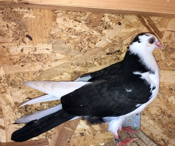 8591  mascul  2020 - Plecați ALBUM 3