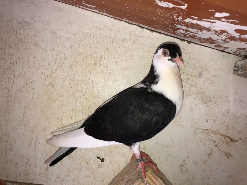 8542  mascul  2020 - Plecați ALBUM 3