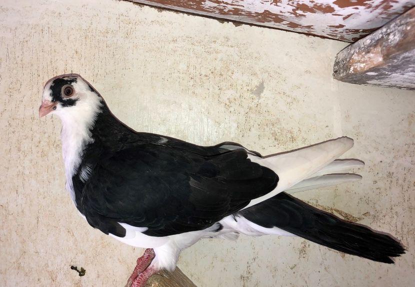 8540  femelă  2020 - Plecați ALBUM 2