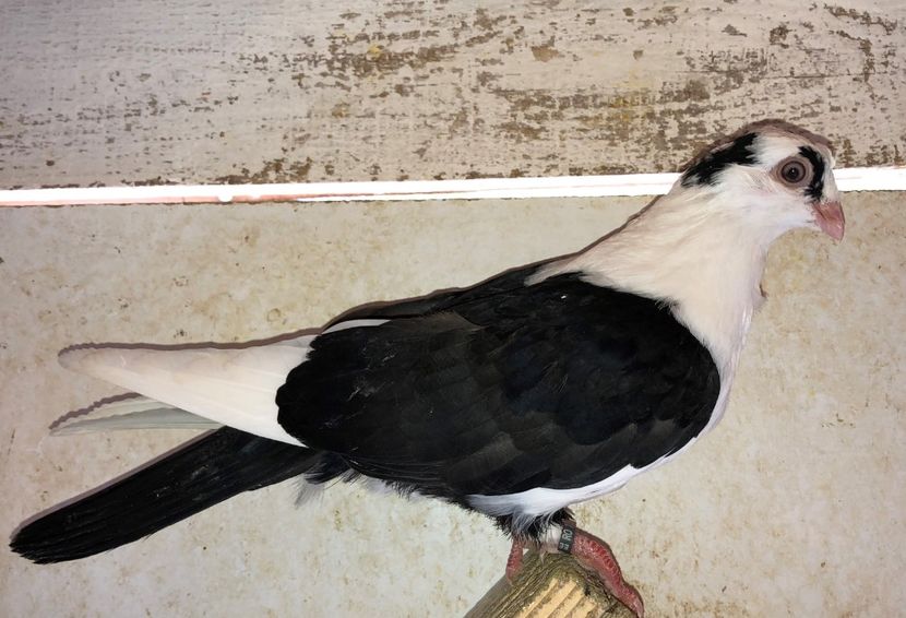 8569  mascul  2020 - Plecați ALBUM 3