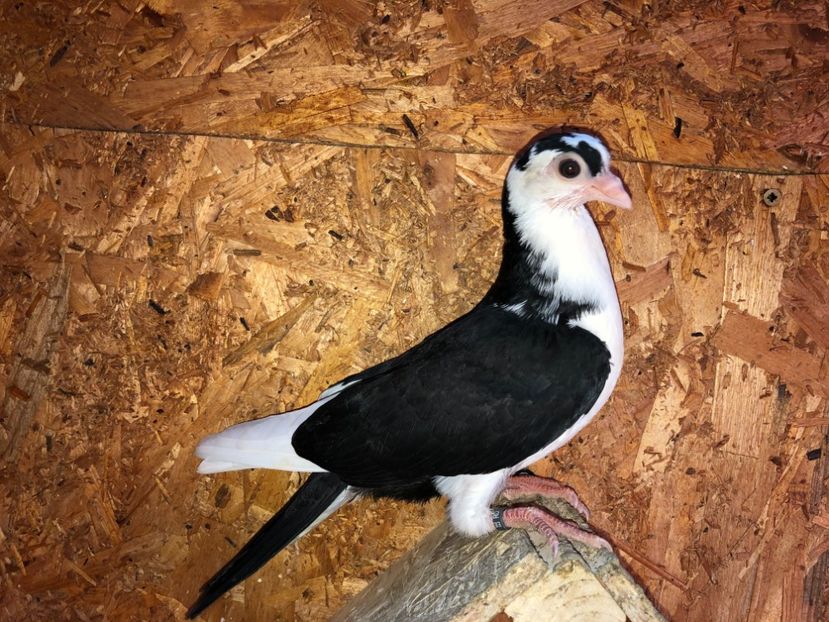 8597  femelă  2020 - Plecați ALBUM 3