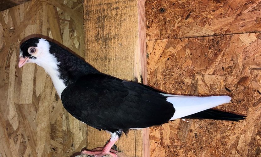 8603  mascul  2020 - Plecați ALBUM 3