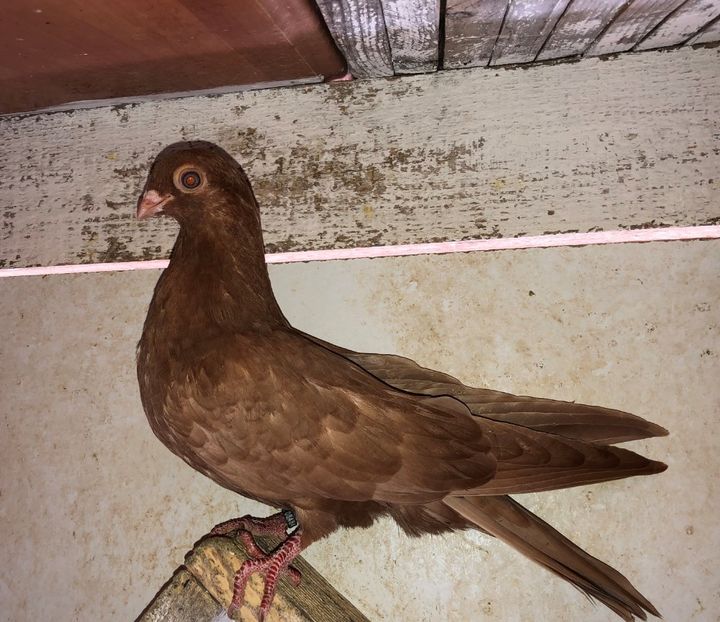 8484  femelă  2020 - Plecați ALBUM 3