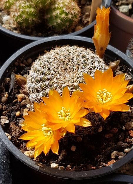  - Rebutia
