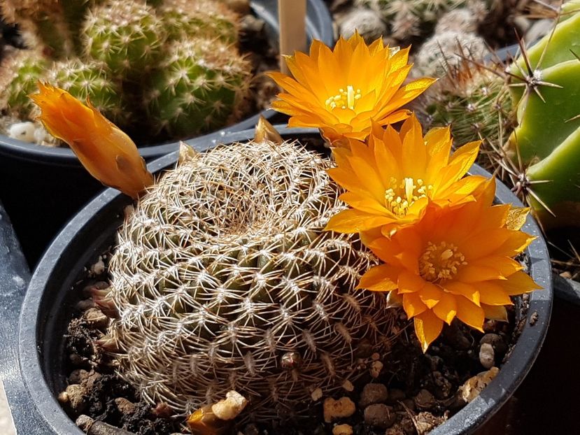  - Rebutia