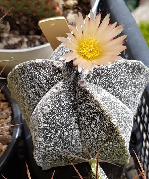 Astrophytum myriostigma - Astrophytum