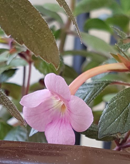 Peach Blossom - Achimenes 2020