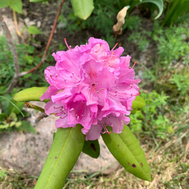  - Jurnalul gradinii 2020