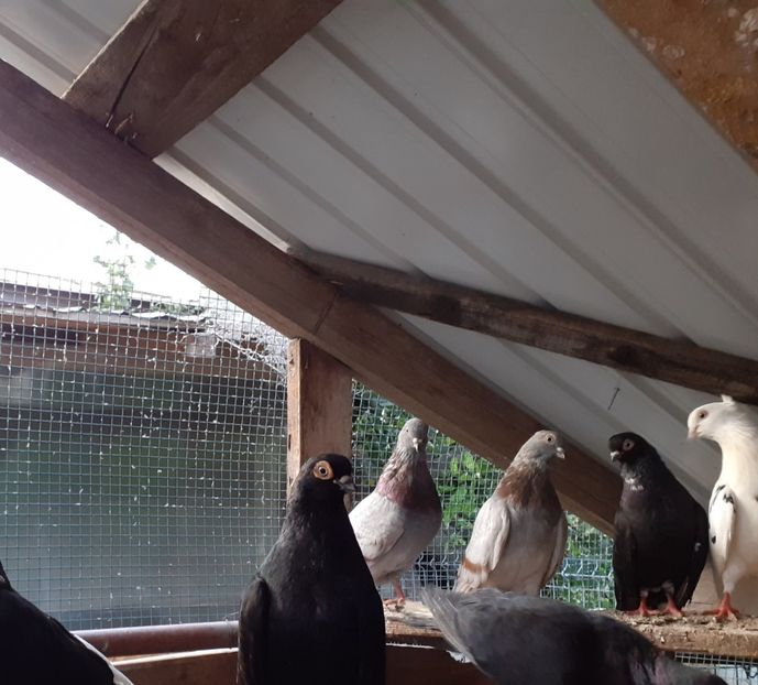  - 6-Negru Codalb Romanesc