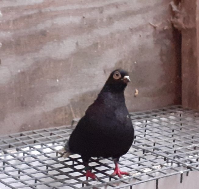  - 6-Negru Codalb Romanesc