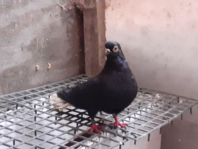  - 6-Negru Codalb Romanesc