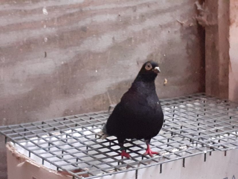  - 6-Negru Codalb Romanesc