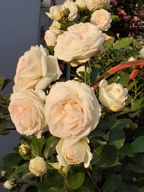  - Palais Royale 2020