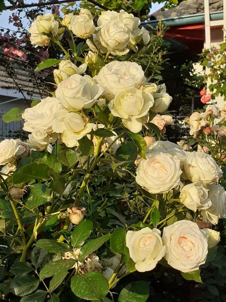  - Palais Royale 2020