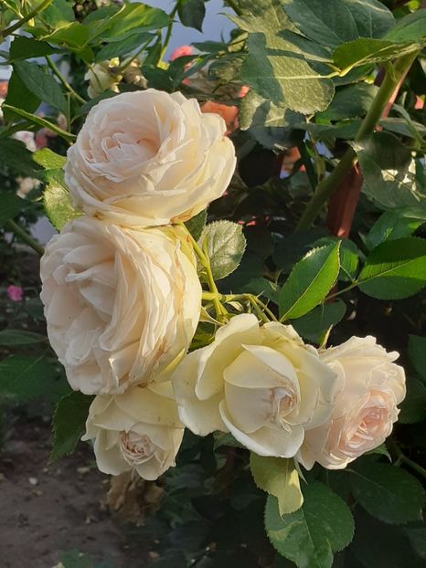  - Palais Royale 2020