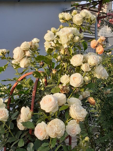  - Palais Royale 2020