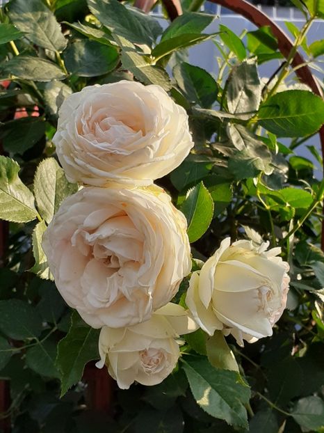  - Palais Royale 2020