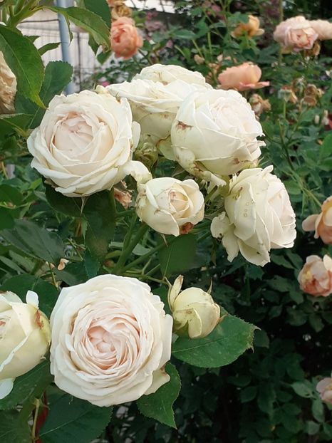  - Palais Royale 2020