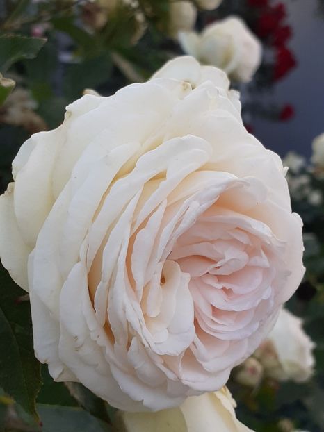  - Palais Royale 2020