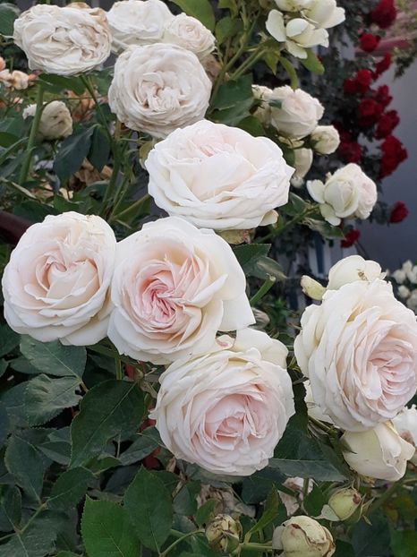  - Palais Royale 2020