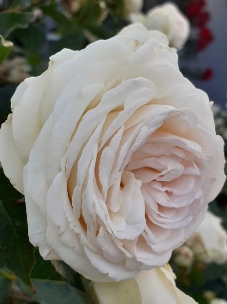  - Palais Royale 2020