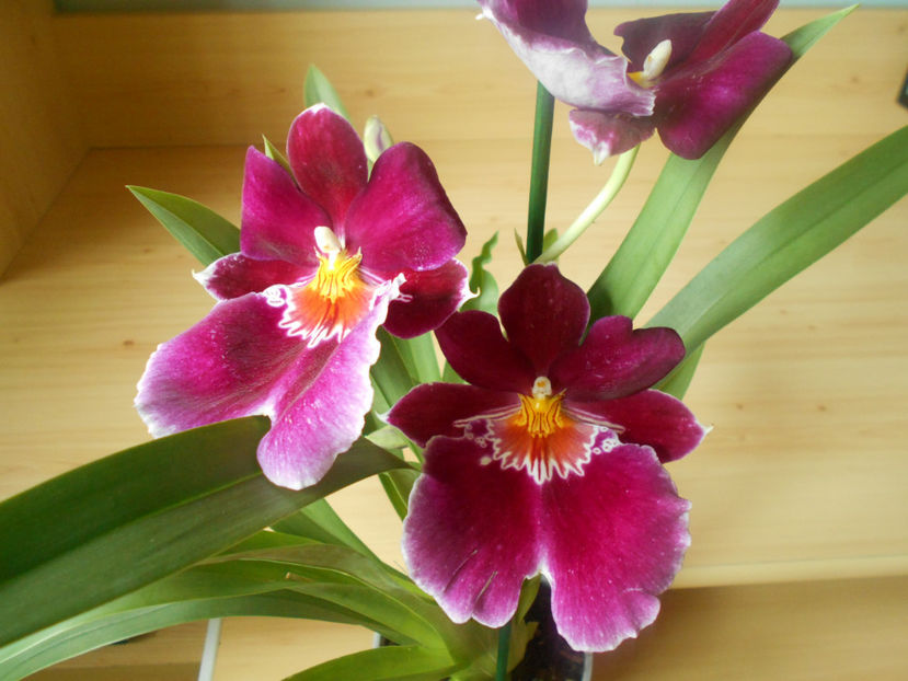 orhidee 28 Kaufland Dej iun 2020 - 06___FLORI 2020
