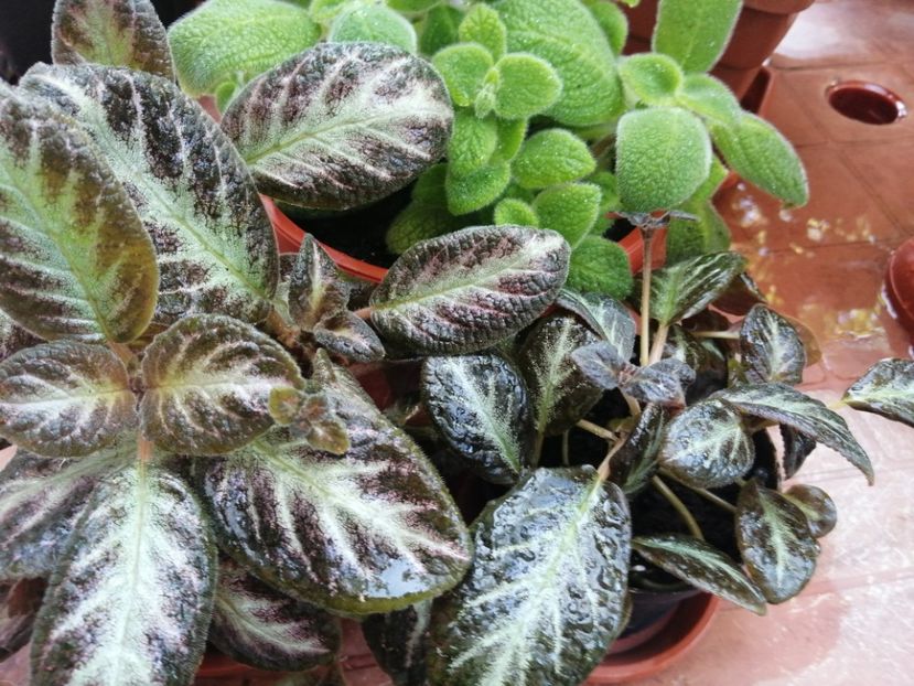  - Episcia