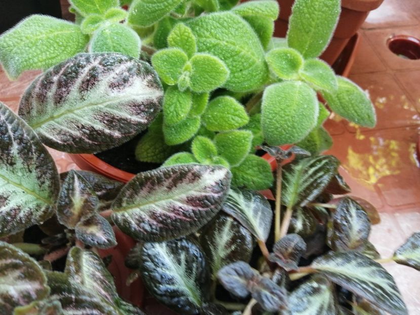  - Episcia