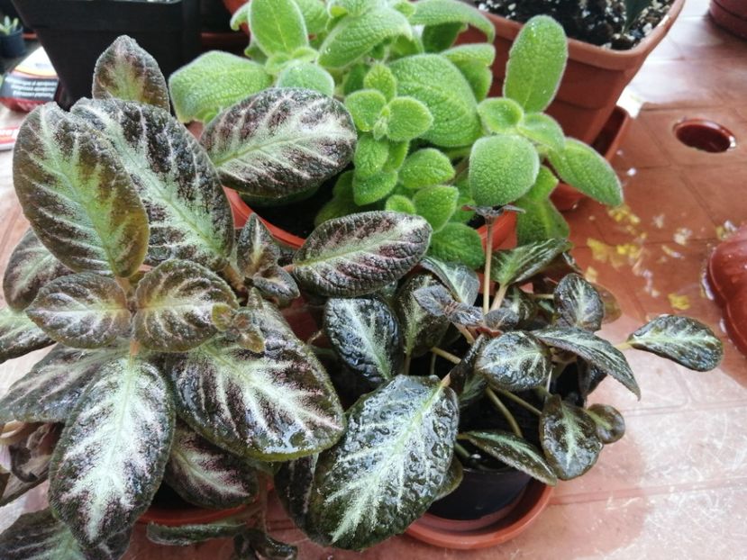  - Episcia